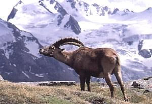 Bouquetin, arrire plan Montagne