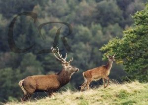 Cerf dans la clairire