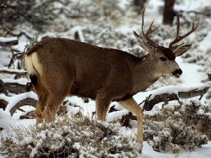 Jeune cerf dans la neige