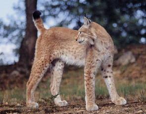 Lynx commun dans la fort