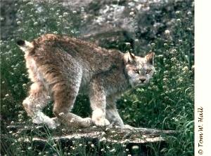 Lynx du canada sur rocher