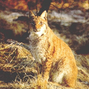 Lynx assis, face  face