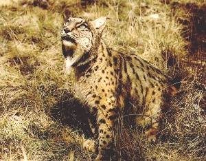 Lynx espagnol assis