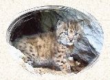 Chaton lynx  la porte de la tanire