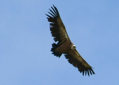 Vol de vautour fauve sur le pic du Midi d'Ossau