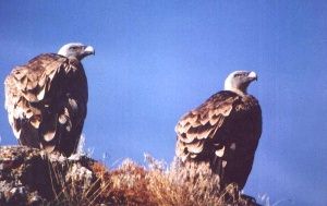 Couple de vautour pos