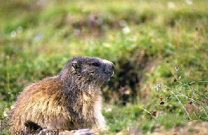 Marmotte assise dans l'herbe