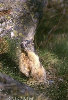 Marmotte assise prs d'un rocher