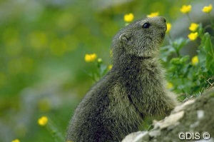 Jeune marmotte sur rocher avec fond pr