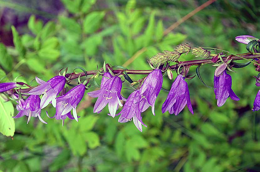 Campanule, fausse raiponce