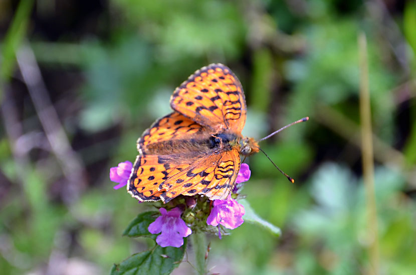 Papillon - Nacre de la ronce