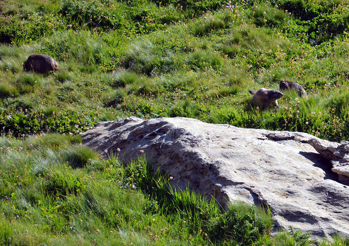 Le soleil se lève et les marmottes sortent de leur terrier | Jausiers 2017