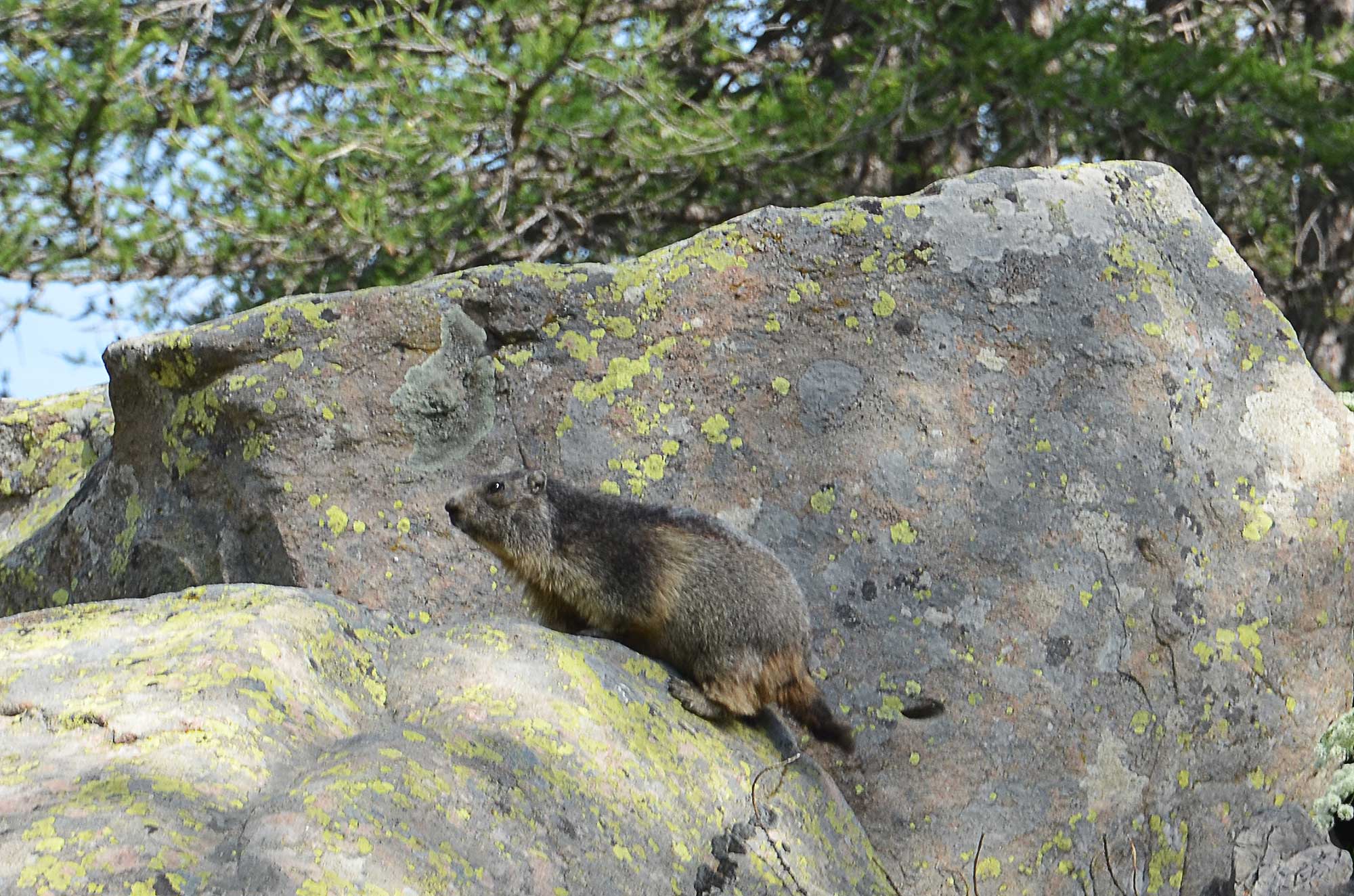 Marmotte sur rocher au lac d'Allos | Jausiers 2017