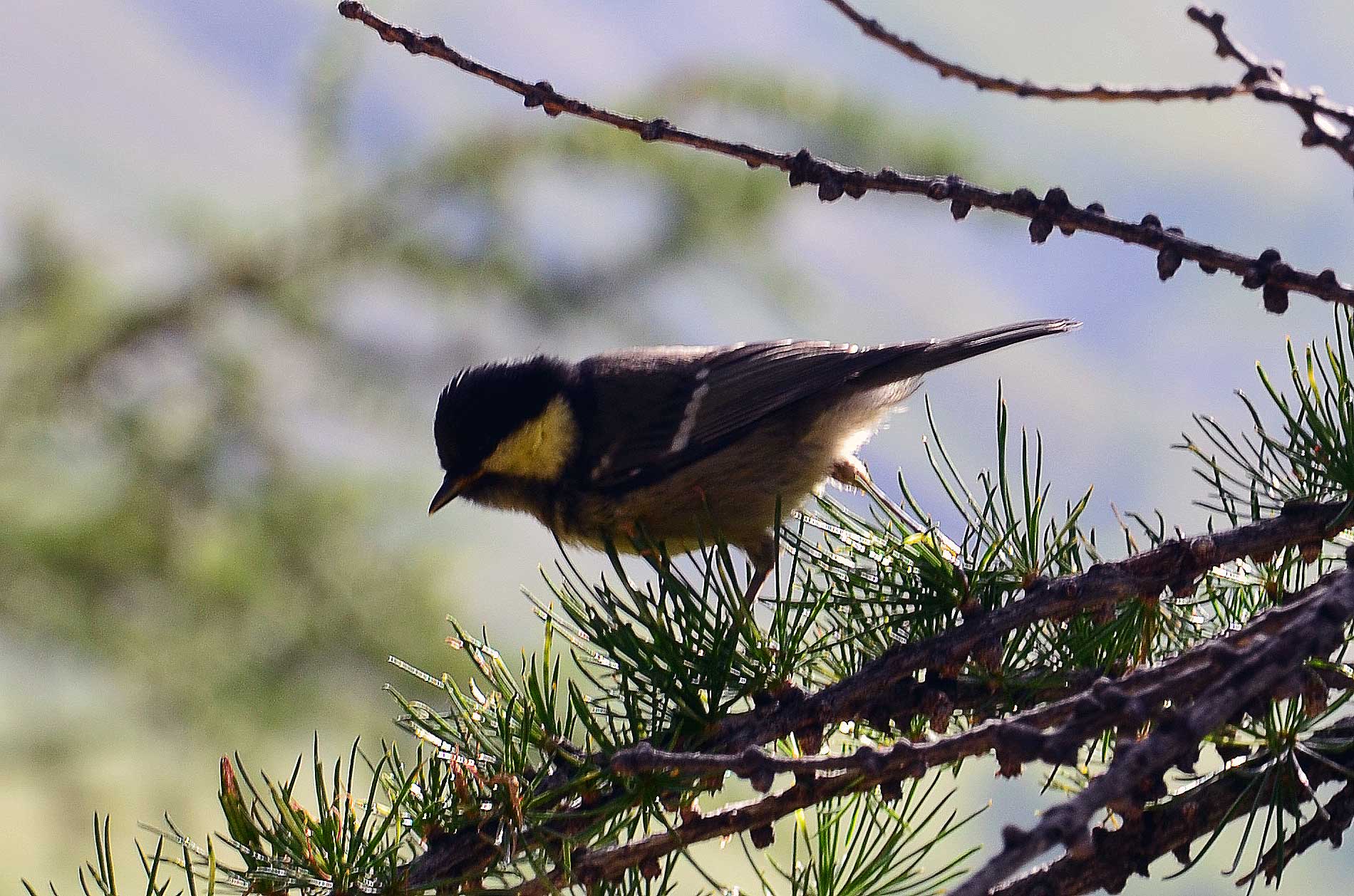 Mésange jaune sur une branche de mélèze | Jausiers 2017