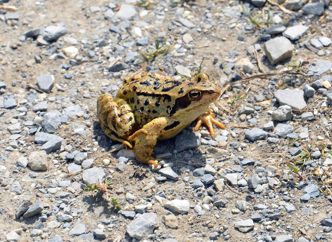 Grenouille rousse | Jausiers 2017