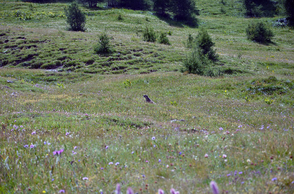 Au bord de l'Ubaye, dans la prairie, une marmotte sort son nez - Jausier 2017 - Balades en famille