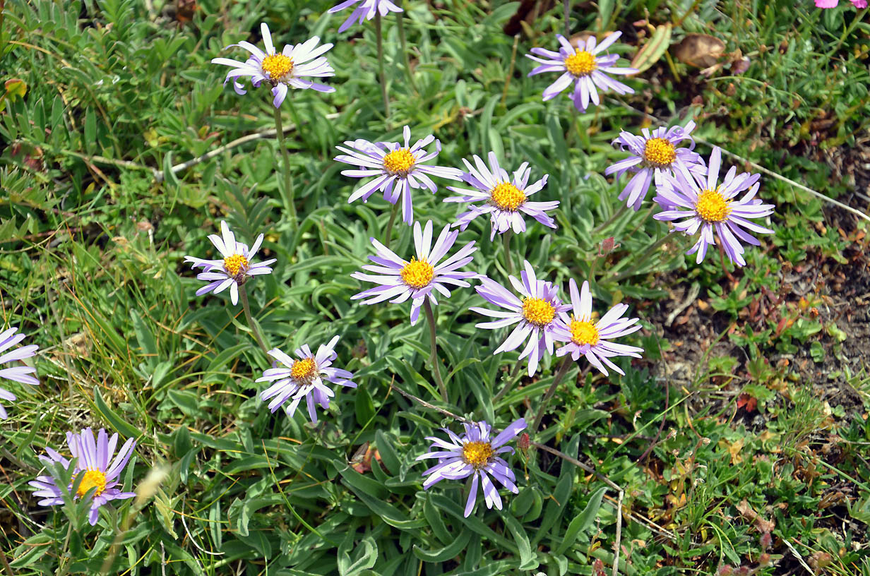 Un bouquet d'aster des alpes | Jausiers 2017