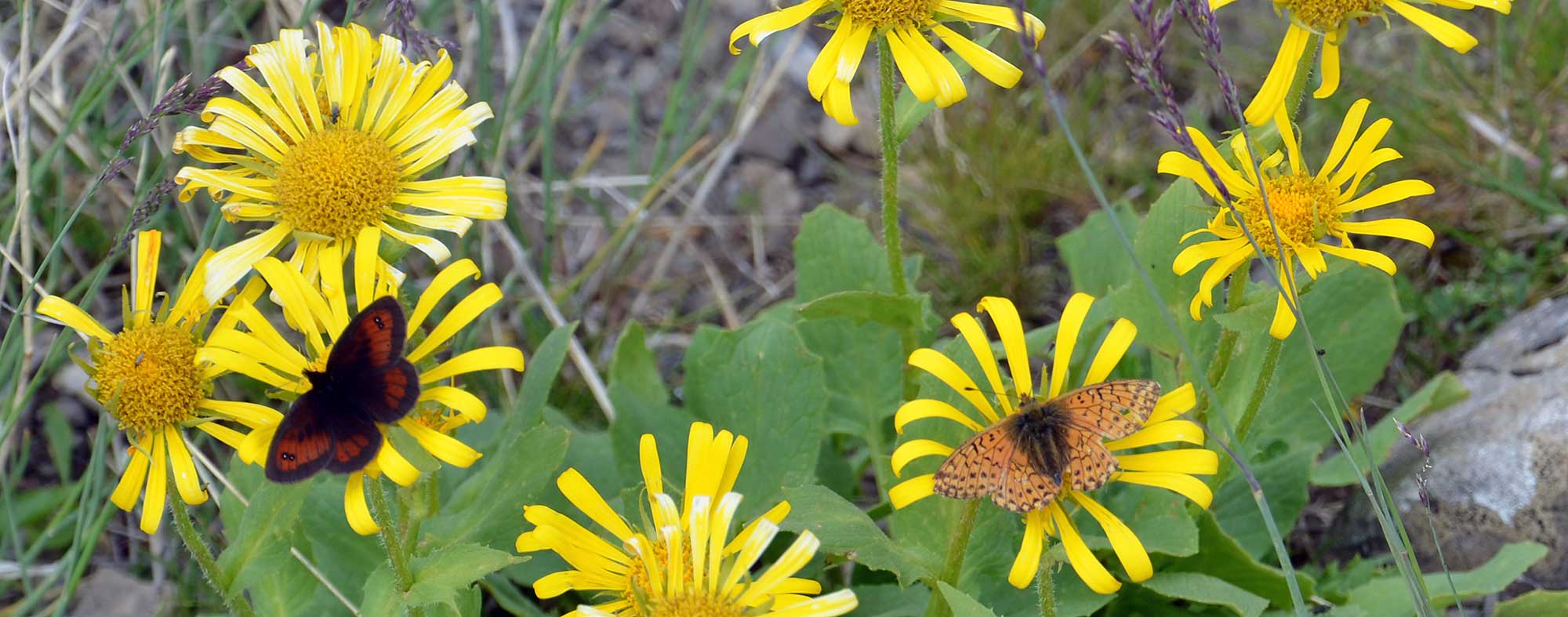 Papillons sur fleurs séneçon doronic au lac Verdet, dans le Mercantour - Jausier 2017 - Balades en famille