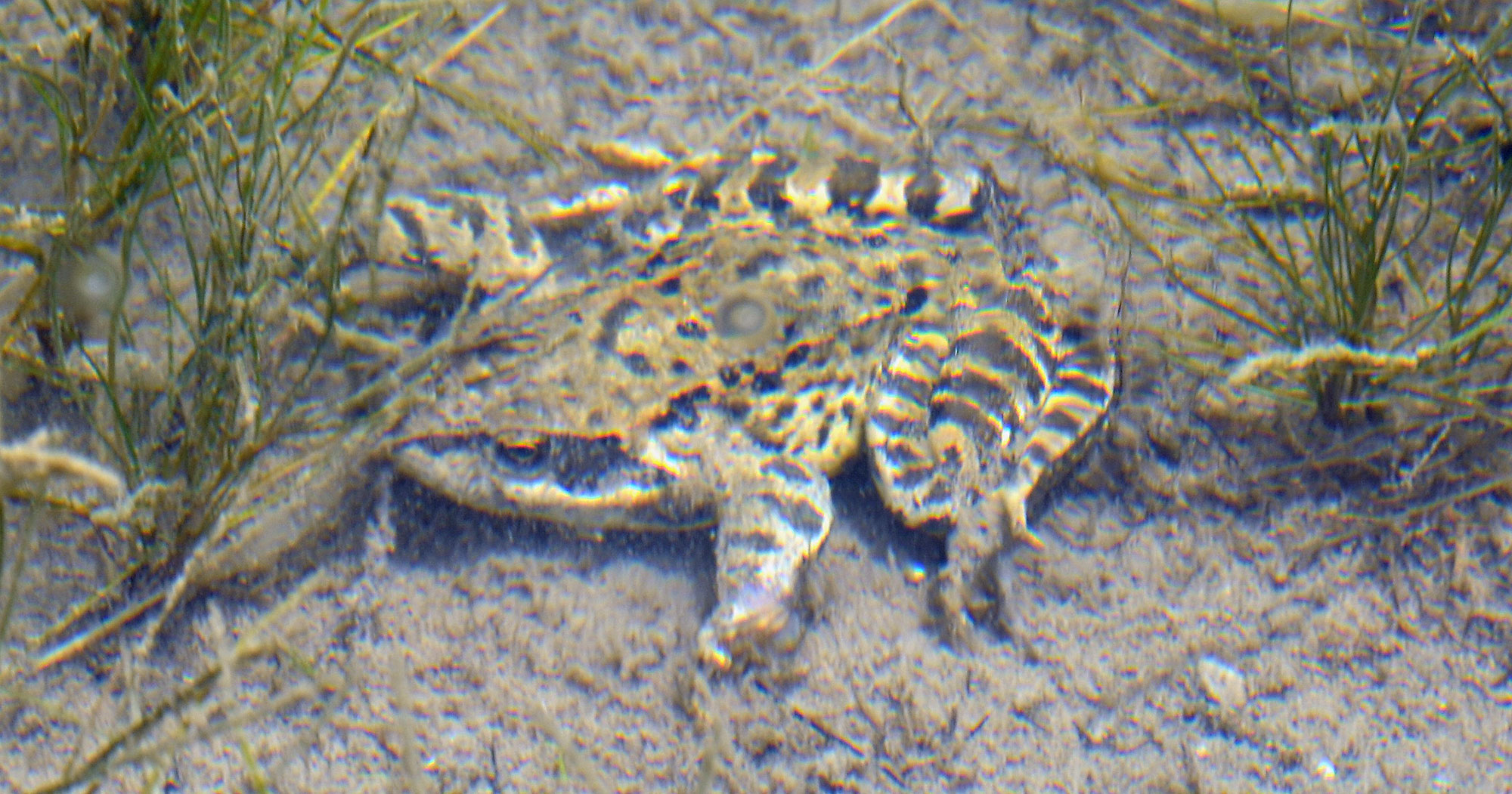 Une grenouille rousse en apnée au fond du lac Verdet, dans le Mercantour - Jausier 2017 - Balades en famille