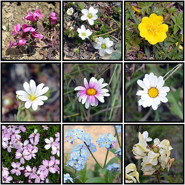 Quelques fleurs croisées dans la randonnée au lac verdet dans le Mercantour - Jausier 2017 - Balades en famille
