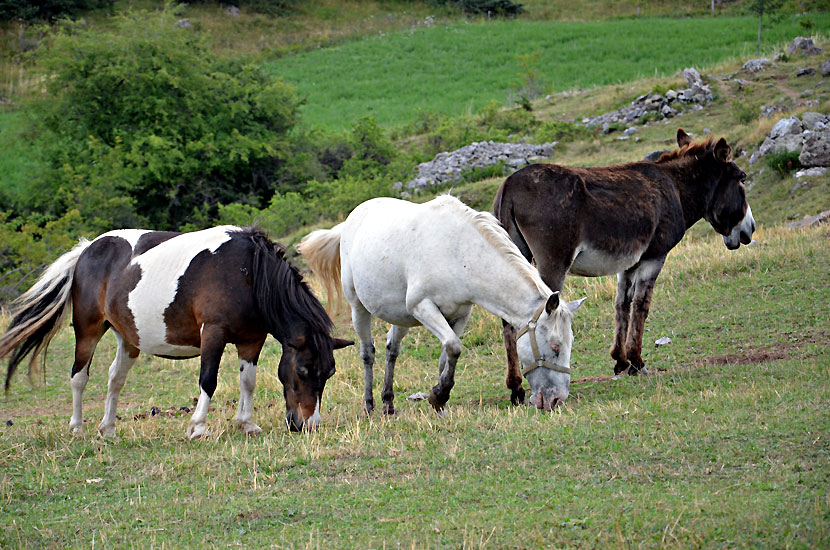 Les quids locaux