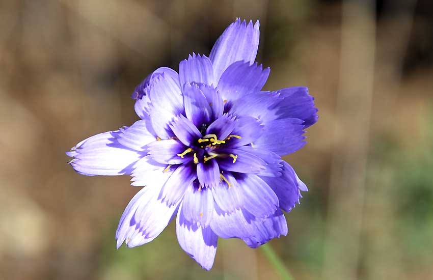 catananche bleue