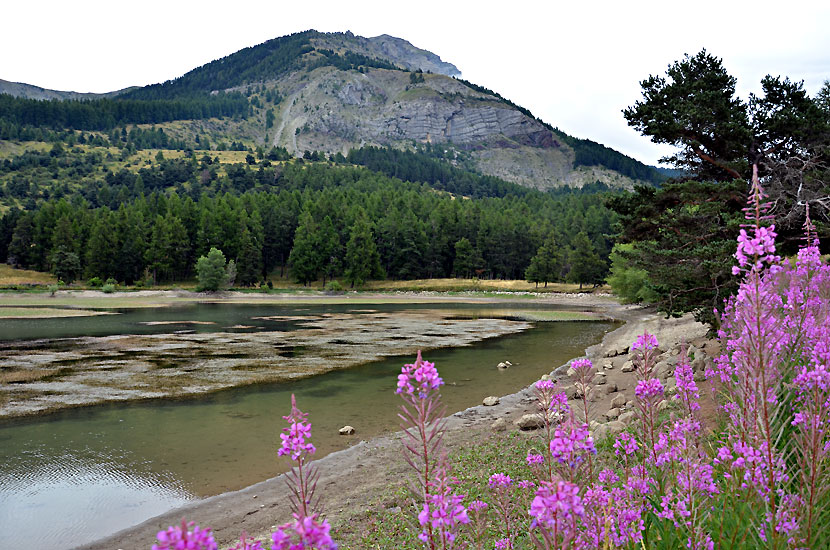 Epilobes autour du lac