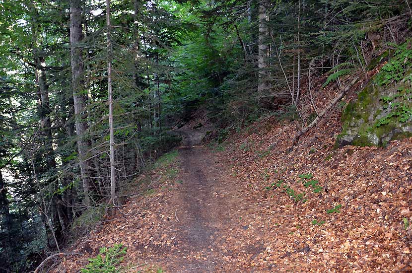 Le sentier dans la sombre fort