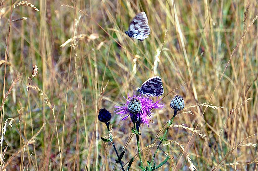 Papillons papillonnants