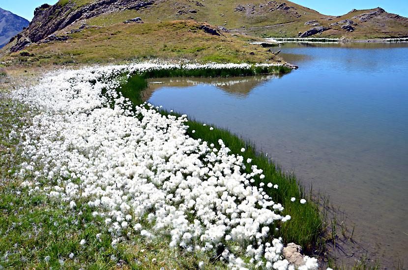 Linaigrettes sur la rive d'un lac jumeau