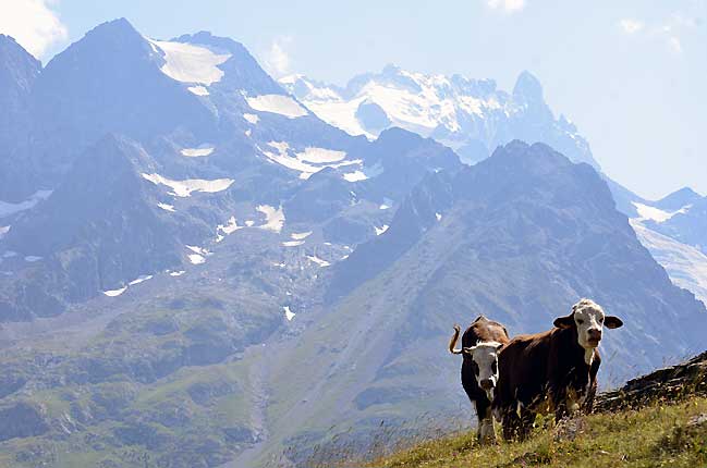 Vaches et la Meije