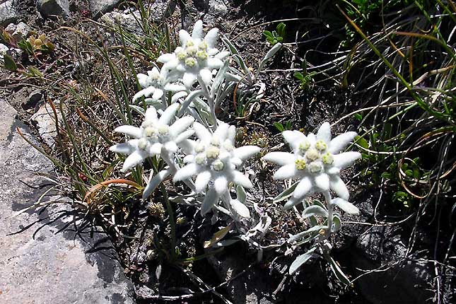 Edelweiss