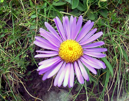 Aster des Alpes