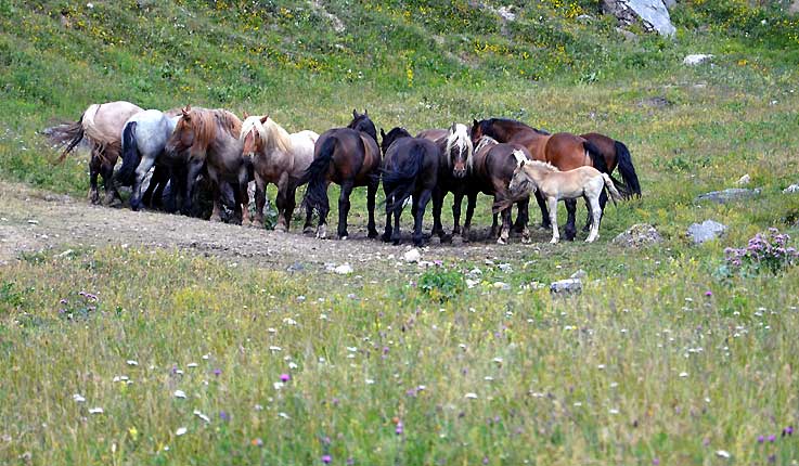 Troupeau de chevaux