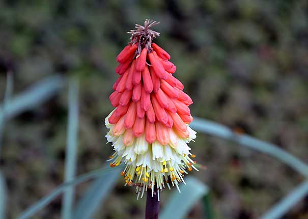 Kniphophia