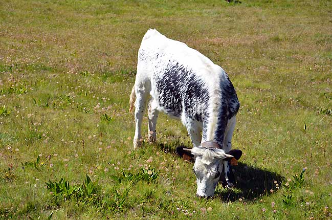 Veau, avec une couleur assez rare