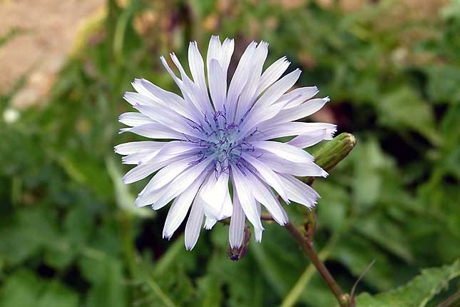 Fleur inconnue