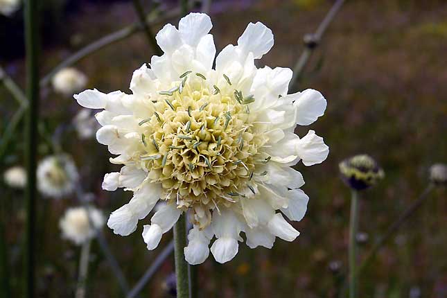 Fleur inconnue