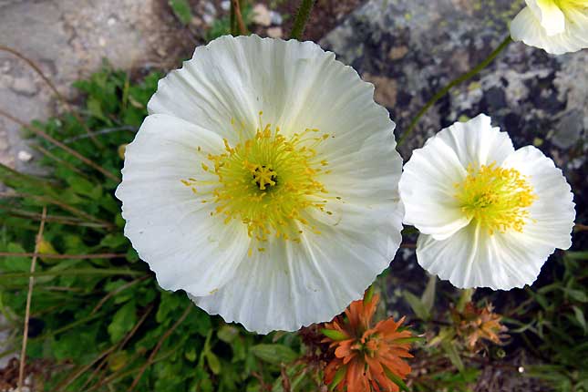 Fleur inconnue