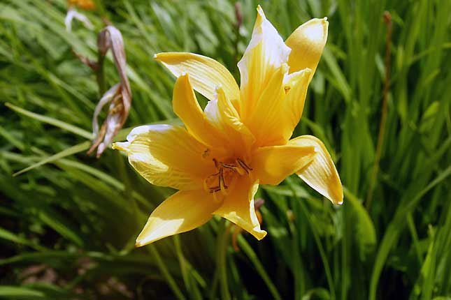 Hemerocallis yezoense - Fleur du Japon