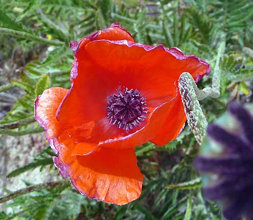 papaver orientale