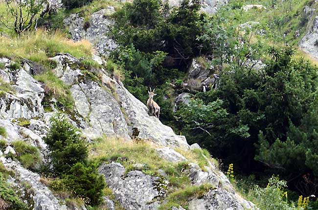 Bouquetin aux aguets