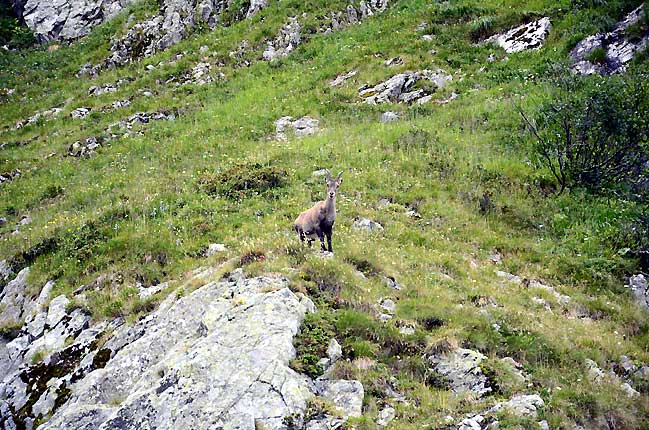 Bouquetin, les yeux dans les yeux