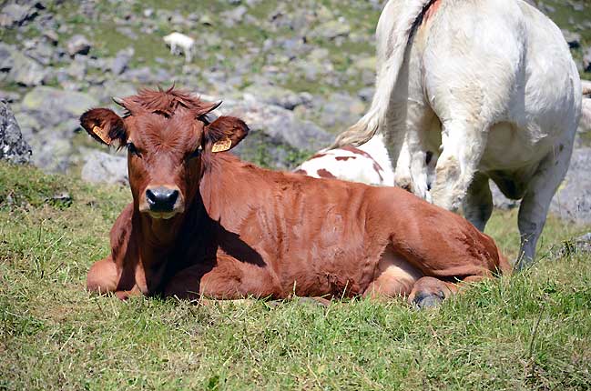 Vaches locales