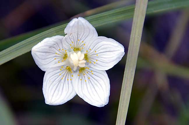 Fleur