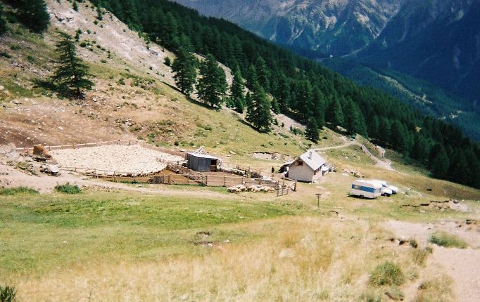 Comptage des moutons  la bergerie