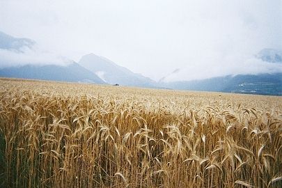 Champ de bl sur le plateau de la Chalp