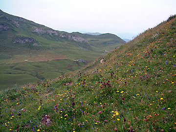 Le chemin dans la prairie