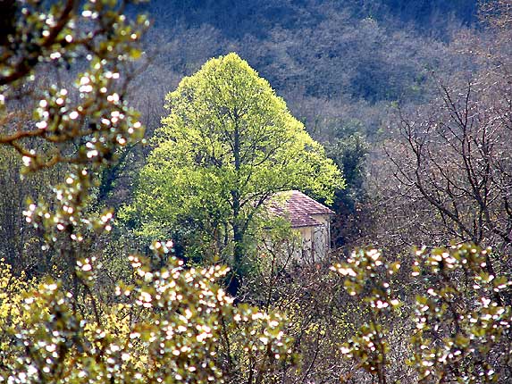 L'arbre, symbole de vie