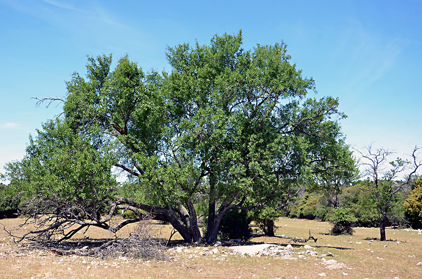 Vieil amandier